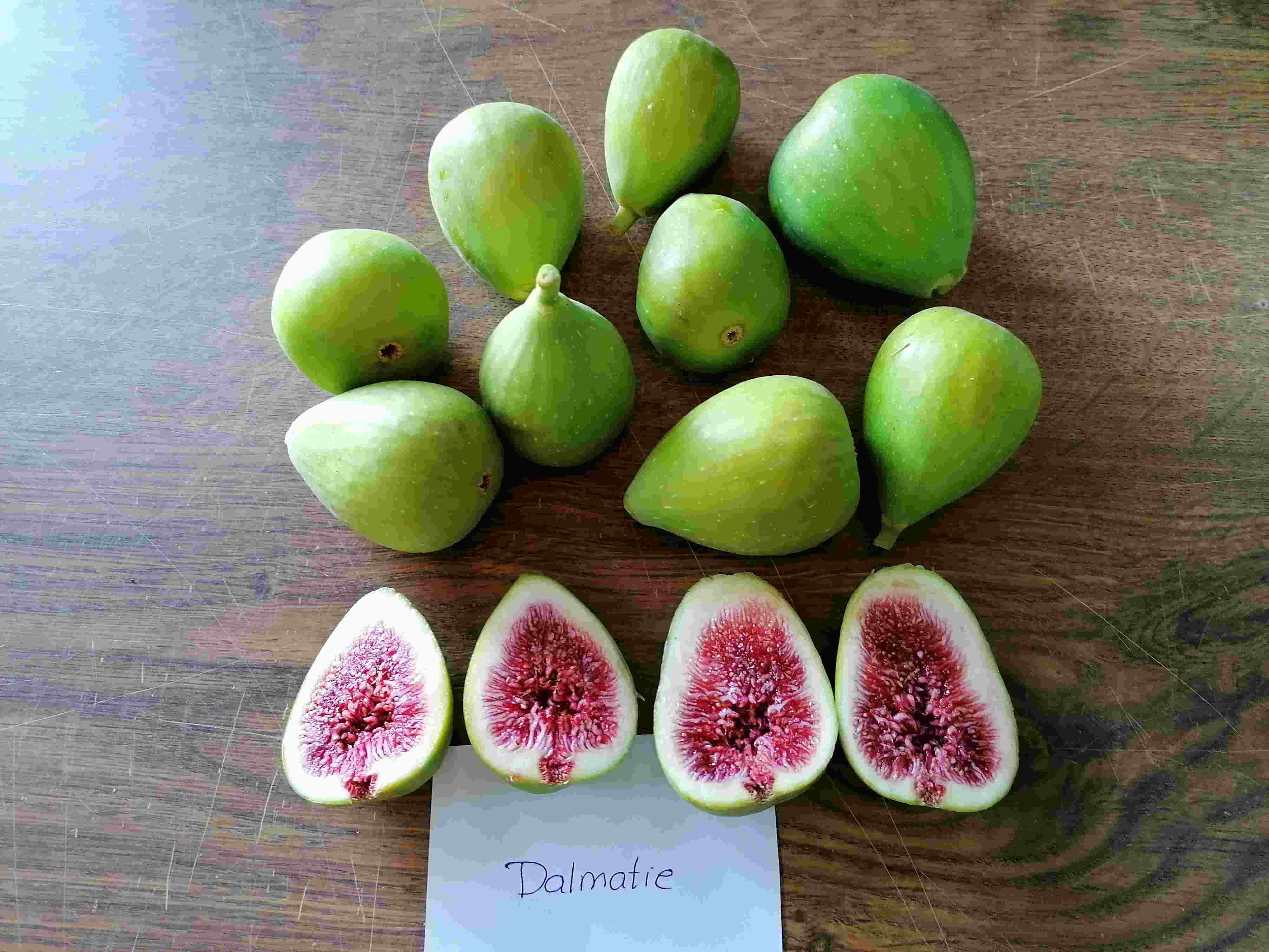 variedad_dalmatie_cb7c265734-compressed.jpg