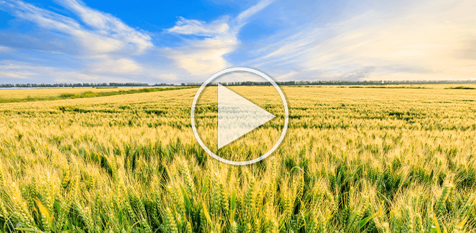 Webinar Precio Cereales