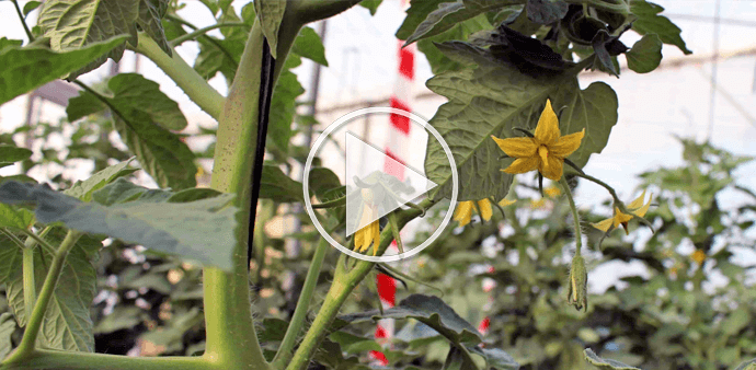 Herramientas Gestión Sostenible Tomate