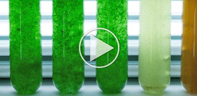 Webinar Microalgas y Bacterias (septiembre 2022)