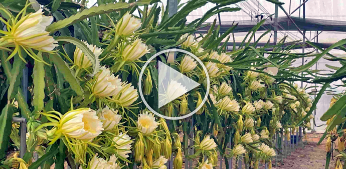 Pitaya NGS