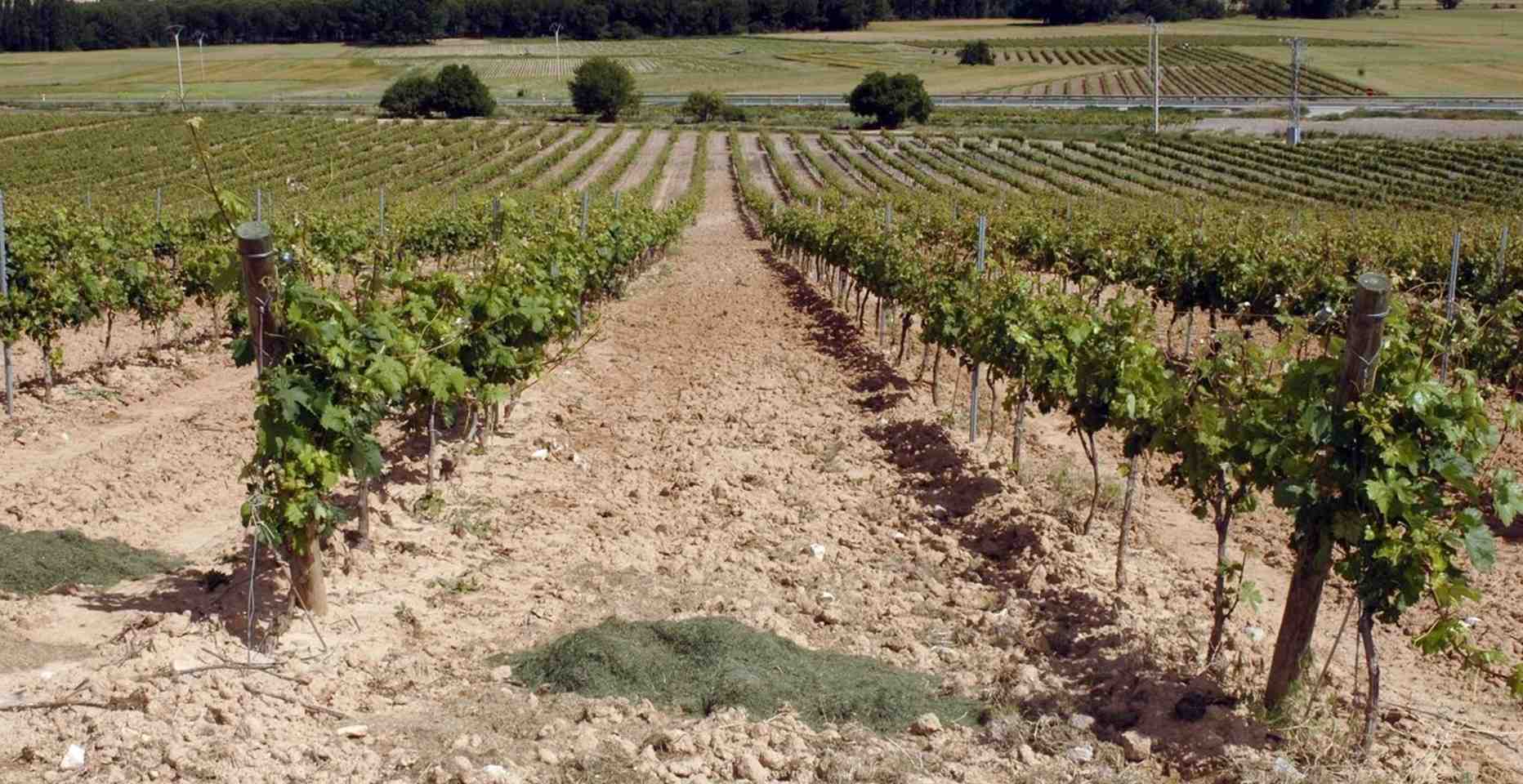 viñedo