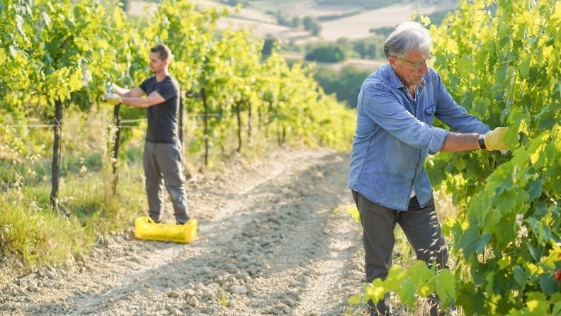 Joven y su padre trabajando en un viñedo en España