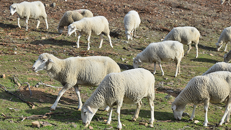 Situación actual de la viruela ovina y caprina (VOC)