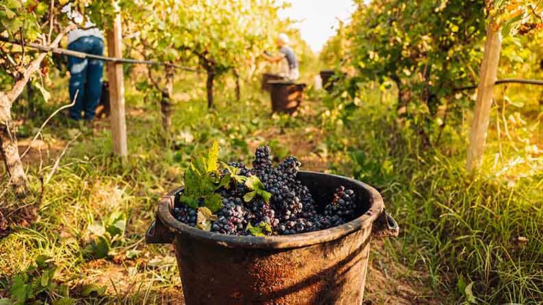 Cubo de uvas recolectadas con un viñedo de fondo