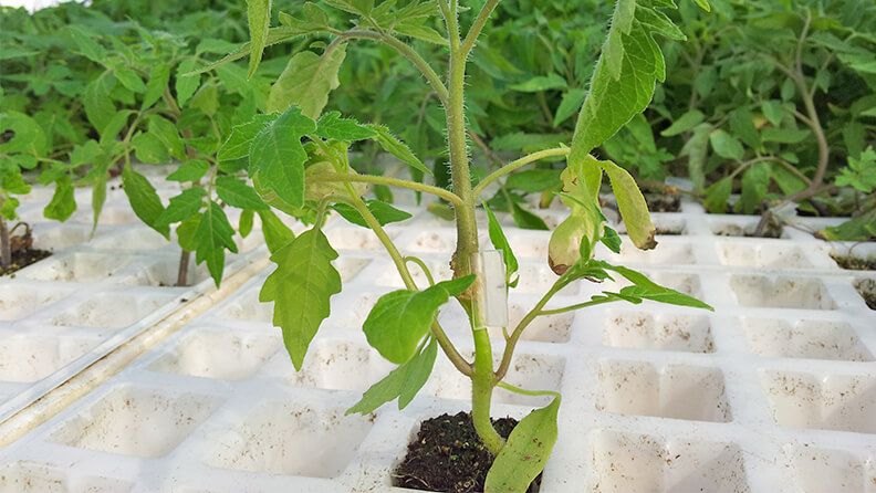 Planta de tomate valenciano injertada