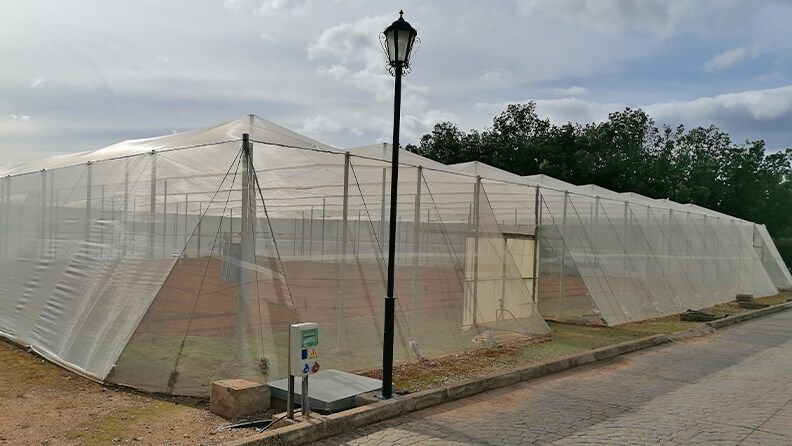 Invernadero tipo parral con cubierta de malla