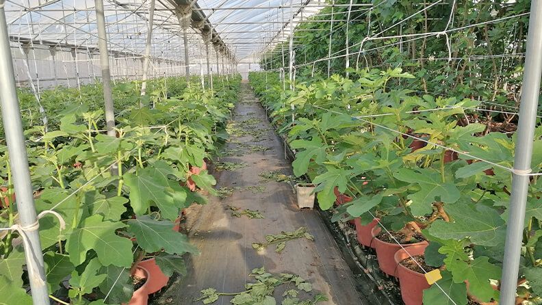 Producción higos, selección 6 tallos por planta