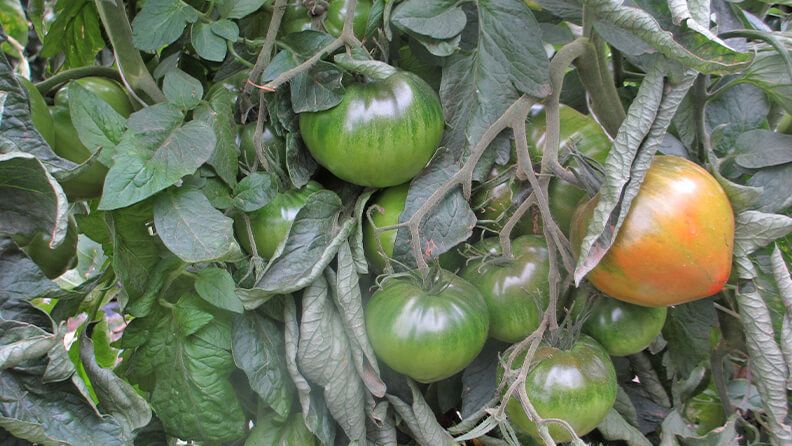 Tomate valenciano selección del agricultor Vicente Peris