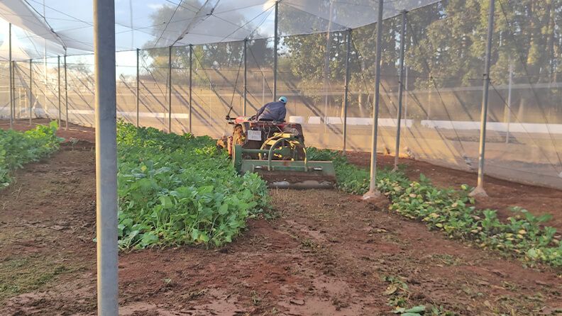 Triturado de plantas biocidas