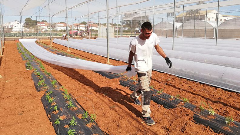 Instalación de semiforzado a base de acolchado y micro túnel