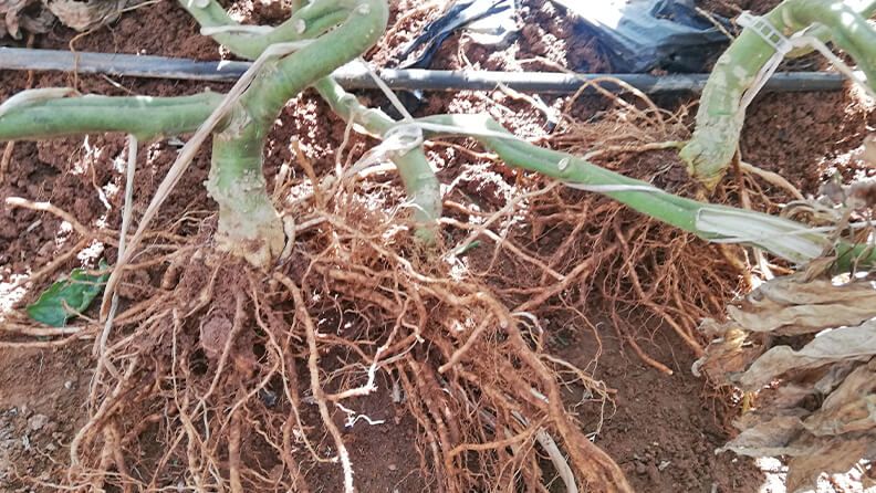 Raíces sin presencia de agallas causadas por nematodos