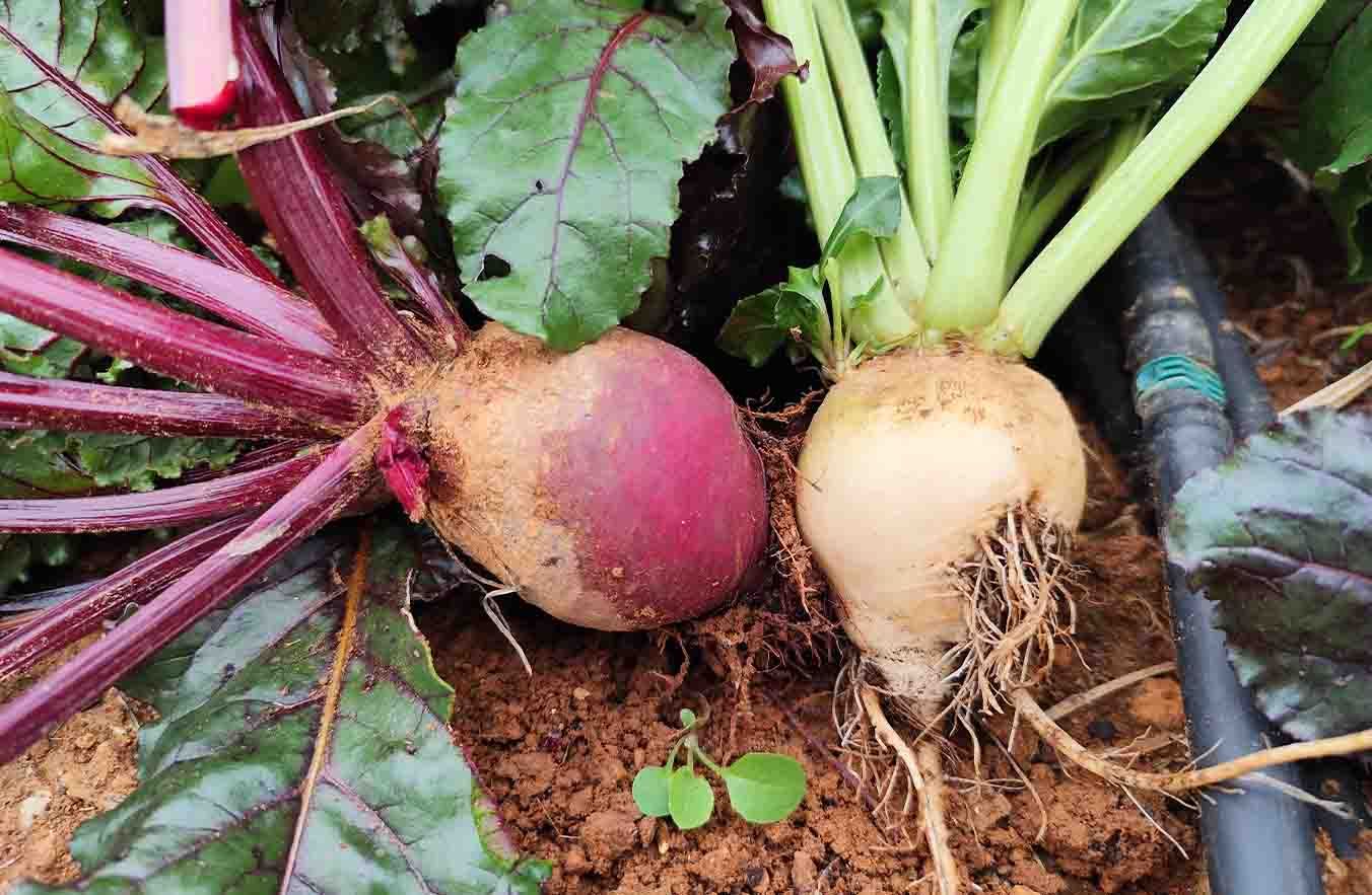 Remolacha roja y blanca.