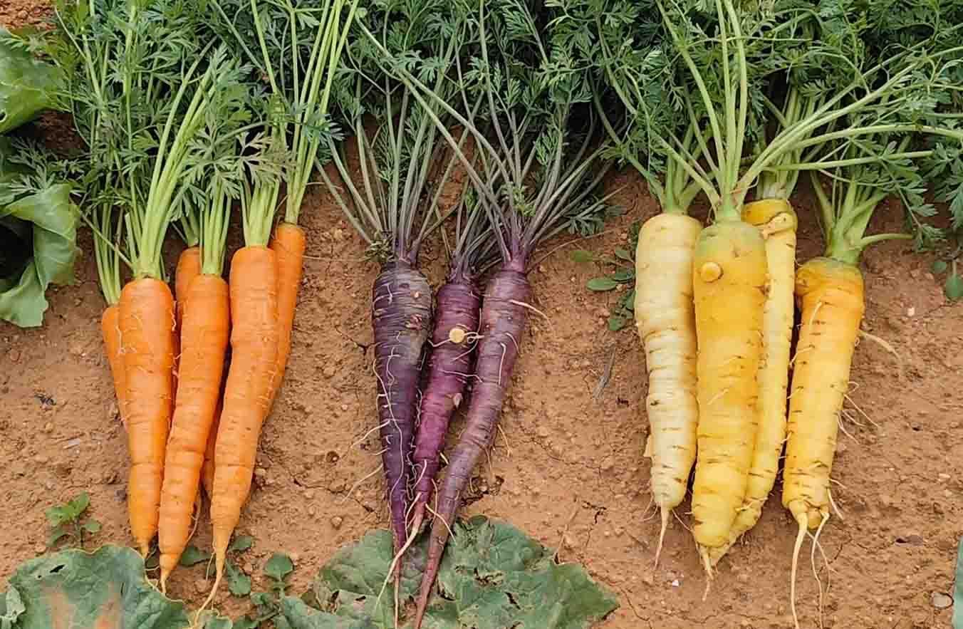 Zanahorias de colores.