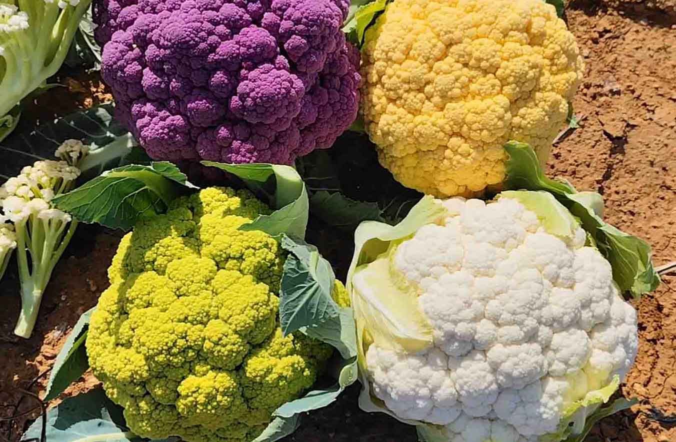 Coliflores de colores