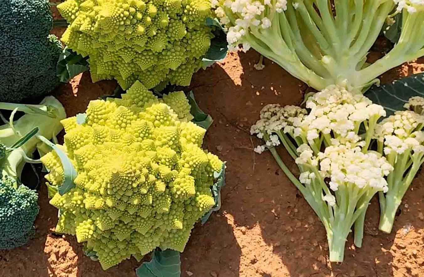 Fioretto, romanesco y brócoli
