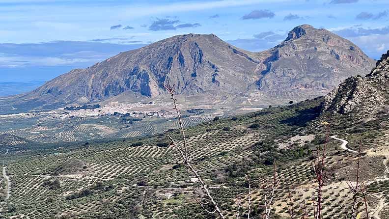Olivar de Sierra Mágina.