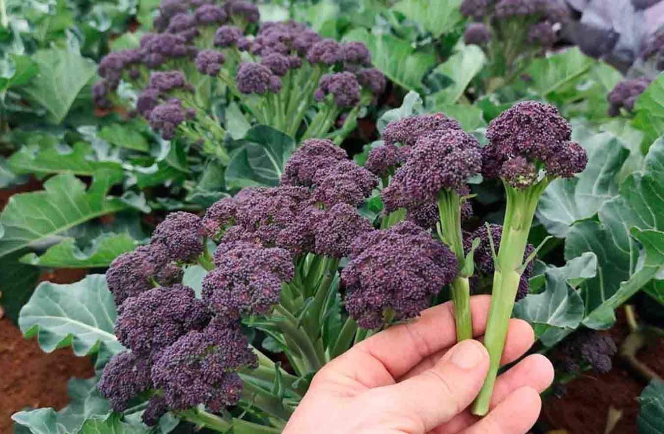 Brócoli de brotes morados