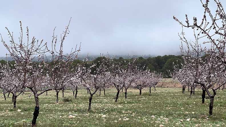 Floración de almendros de secano.