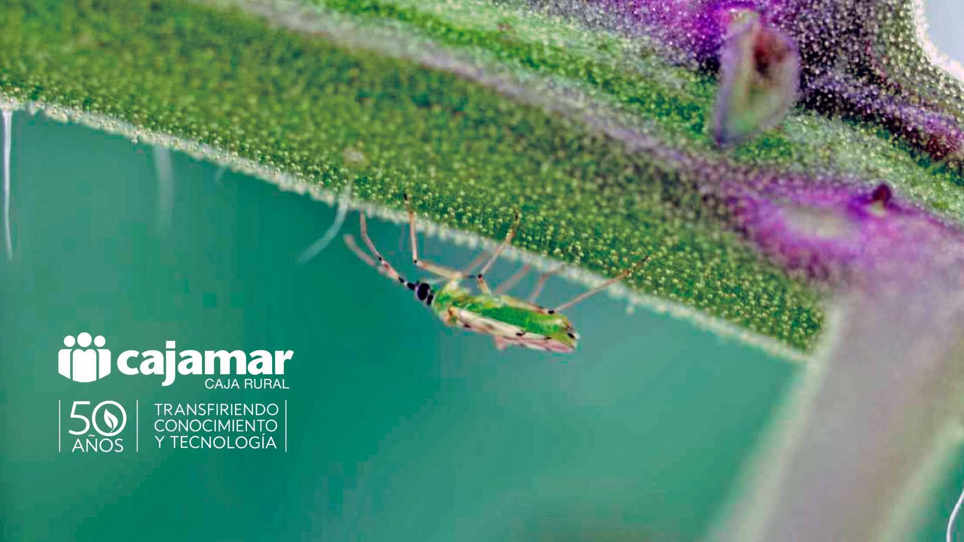 Primer plano: insecto verde colgando de tallo texturizado con tonos morados.