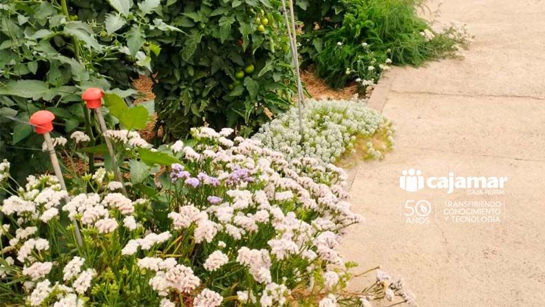 Flores blancas y lilas con plantas verdes en cultivo, con logo Cajamar.