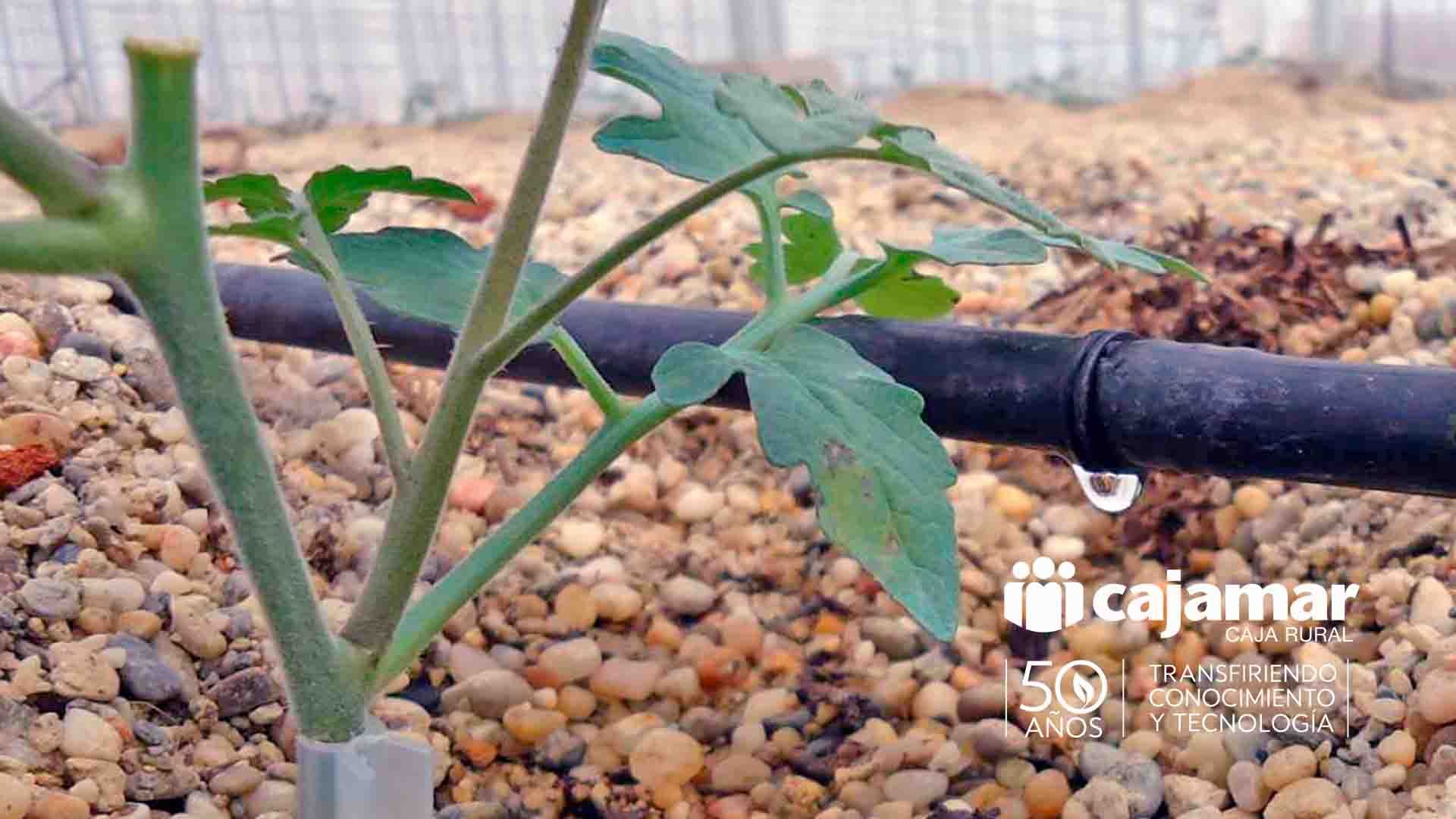 Planta joven en invernadero, con riego por goteo y una gota de agua cayendo.