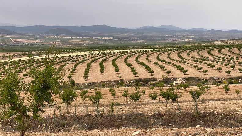 Almendros ecológicos.