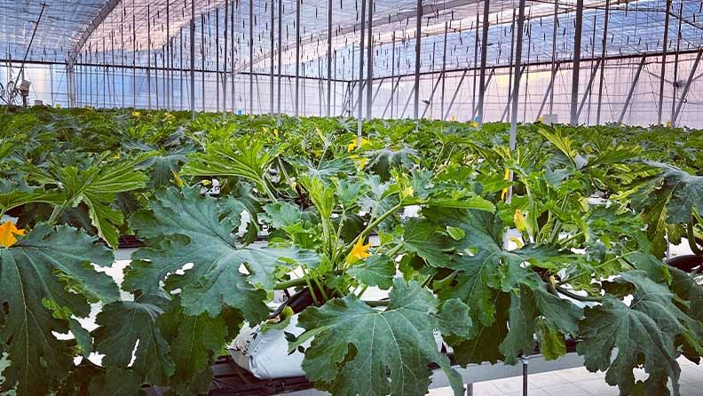 Cultivo de calabacín en invernadero