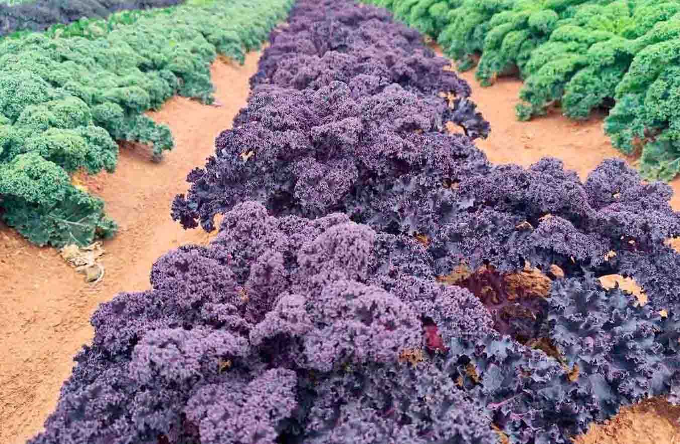 Web 7. kale rojo y verde