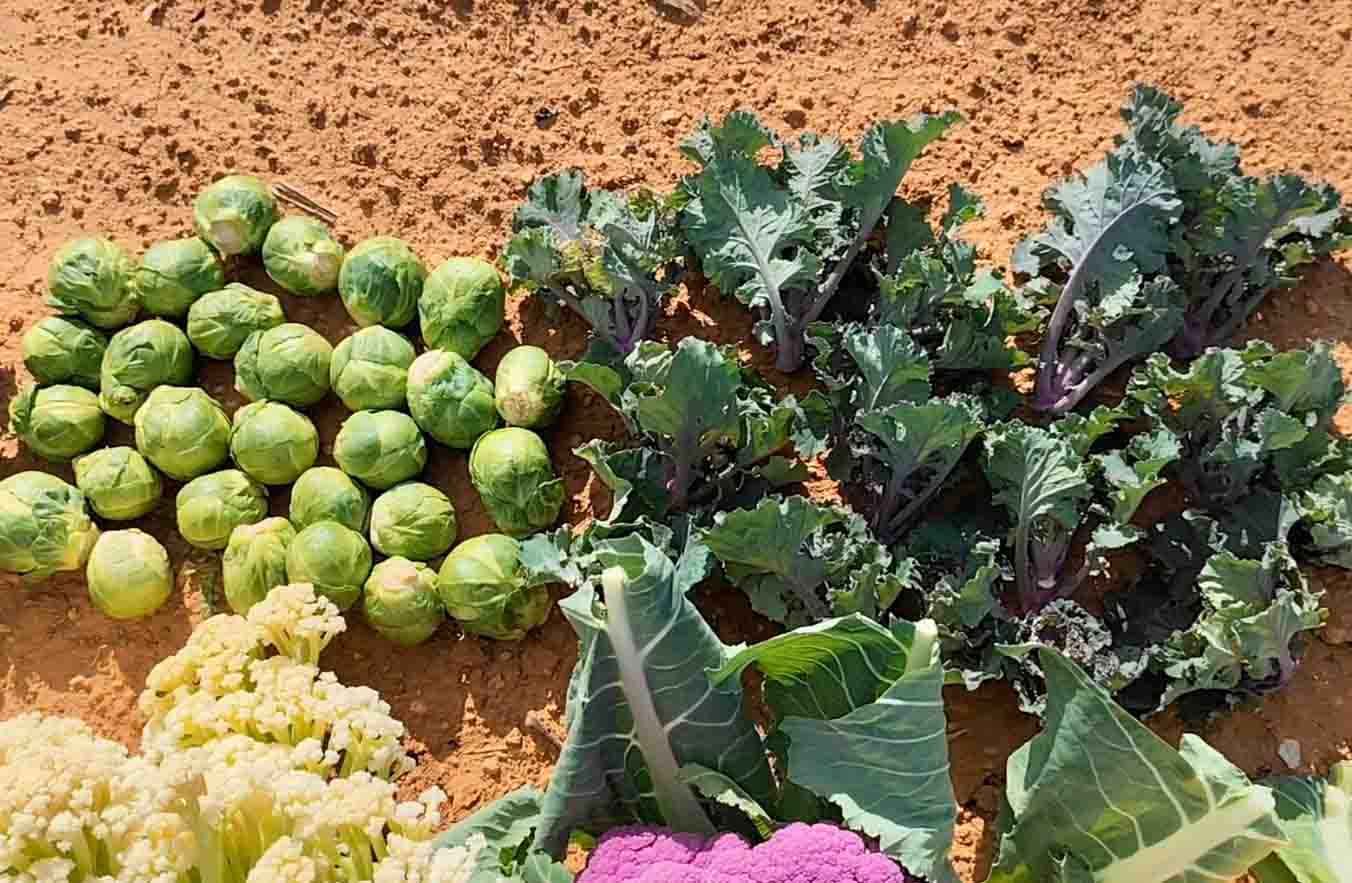 Coles bruselas y kalettes.