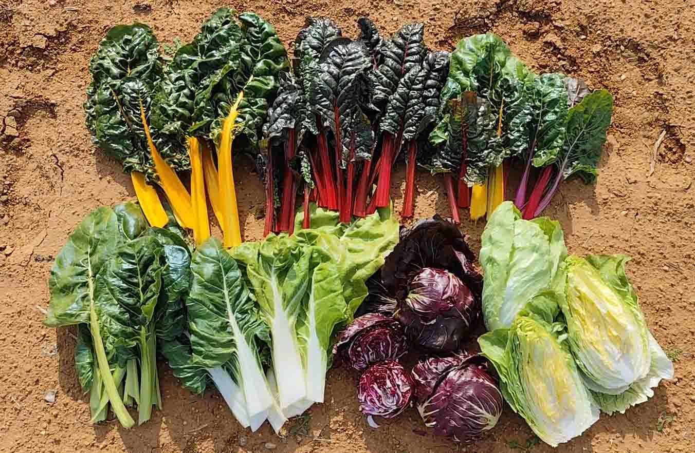 Achicoria, radicchio y acelgas de múltiples colores