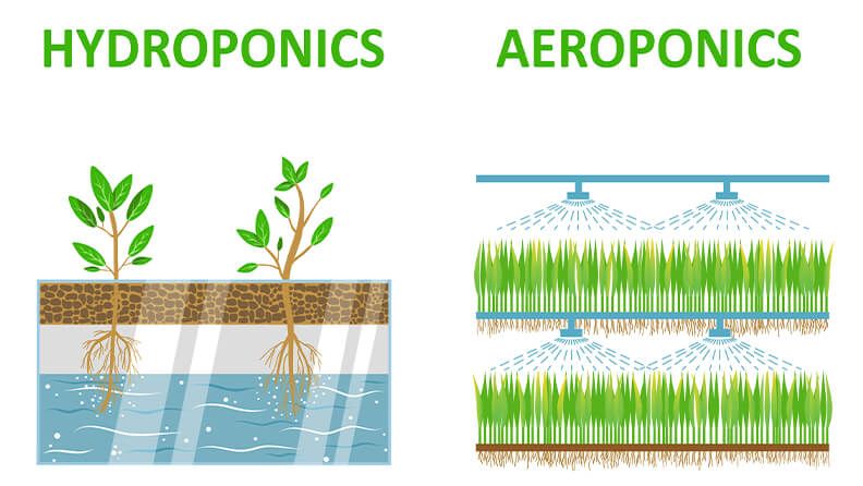 Hidroponía frente a aeroponía.