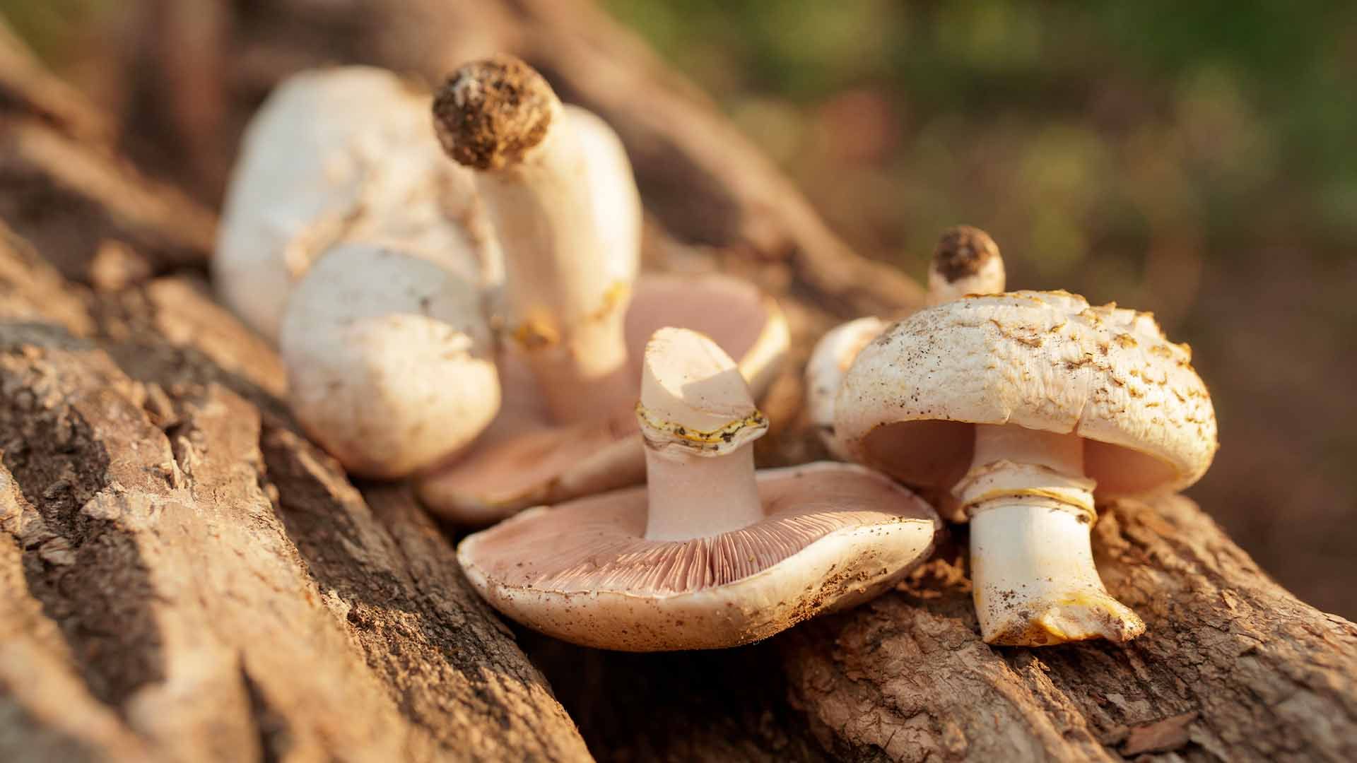 Agaricus xanthodermus