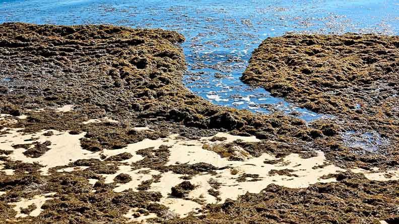 Litoral con presencia de alga invasora. Litoral con presencia de alga invasora.