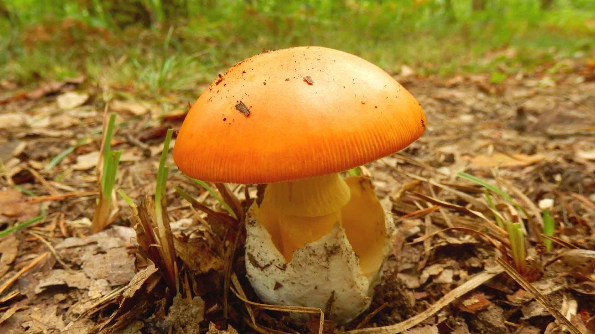 Amanita Caesarea 