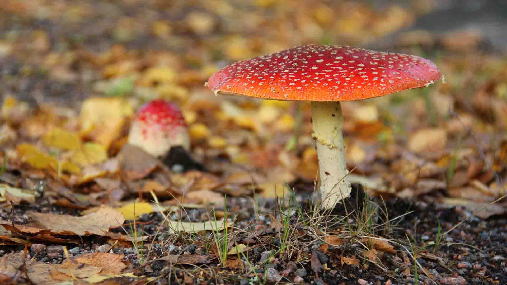 Amanita muscaria     &nbsp;&nbsp;