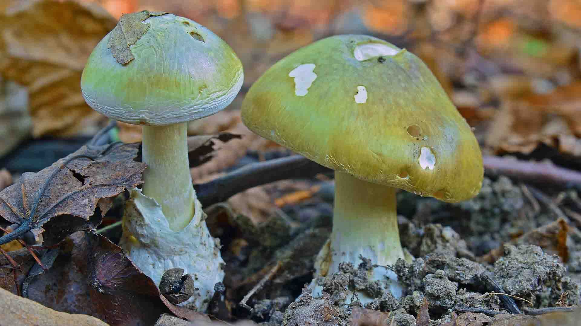Amanita phalloides