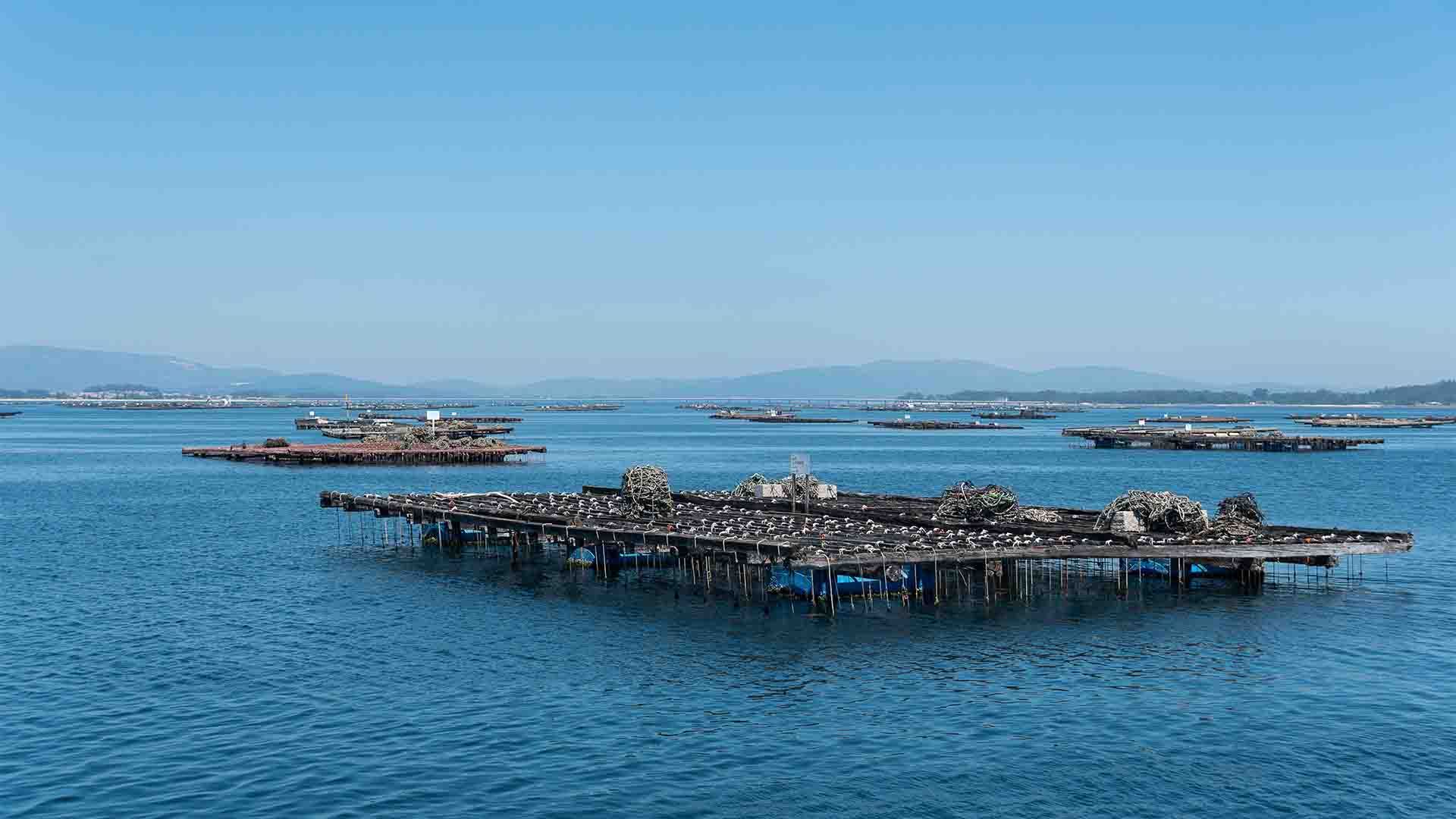 Web balsas de cultivo de mejillones y ostras en la ría de arousa, galicia, españa