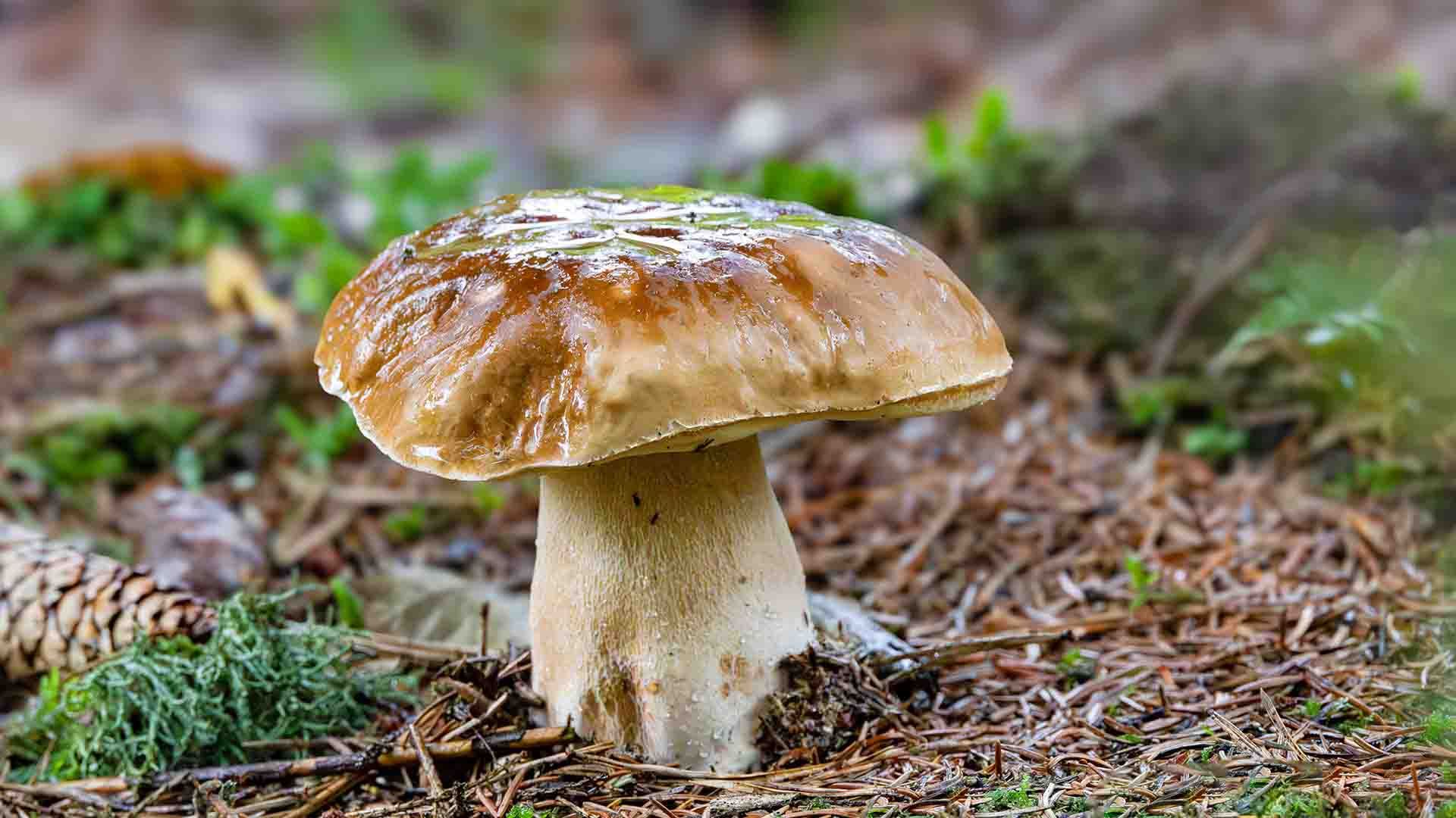 Boletus edulis