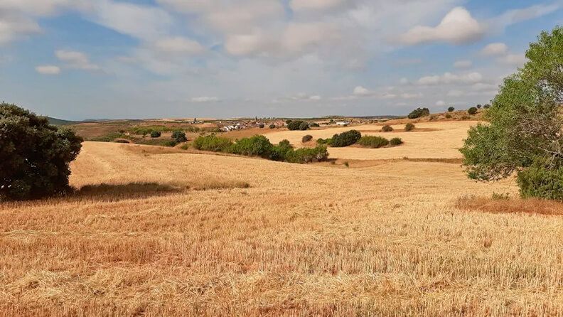 Campo de cereales en Clarés de Ribota 