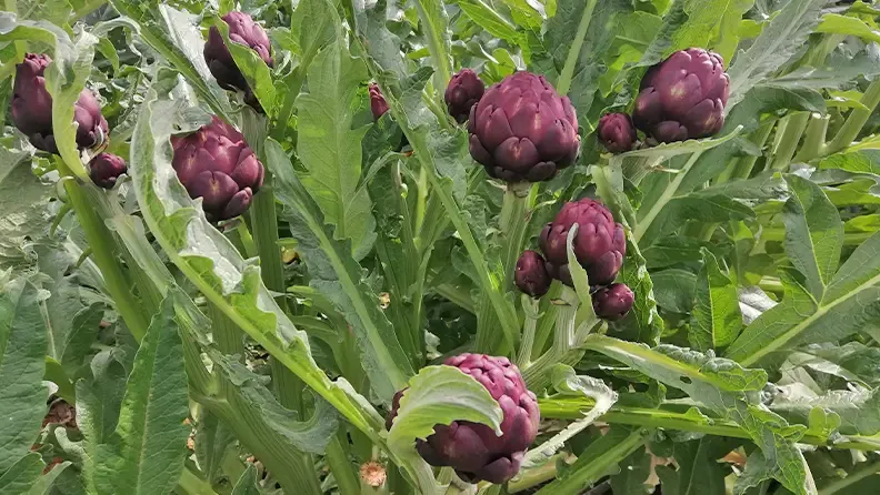 Capítulos de alcachofa de la variedad Artemisa.