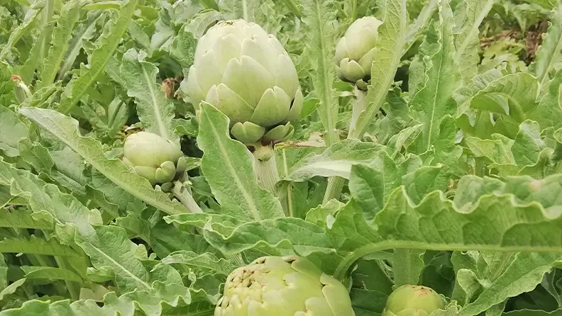 Capítulos de alcachofa de la variedad Green Queen.