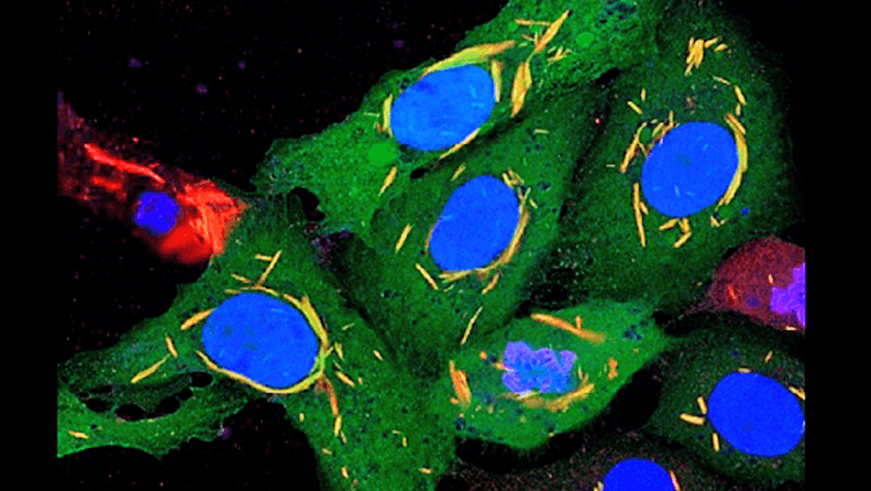 Cultivo de células Vero infectadas con virus recombinante de la lengua azul que expresa la proteína verde fluorescente Venus. Núcleos teñidos con DAPI (azul). Proteína NS1 marcada en rojo