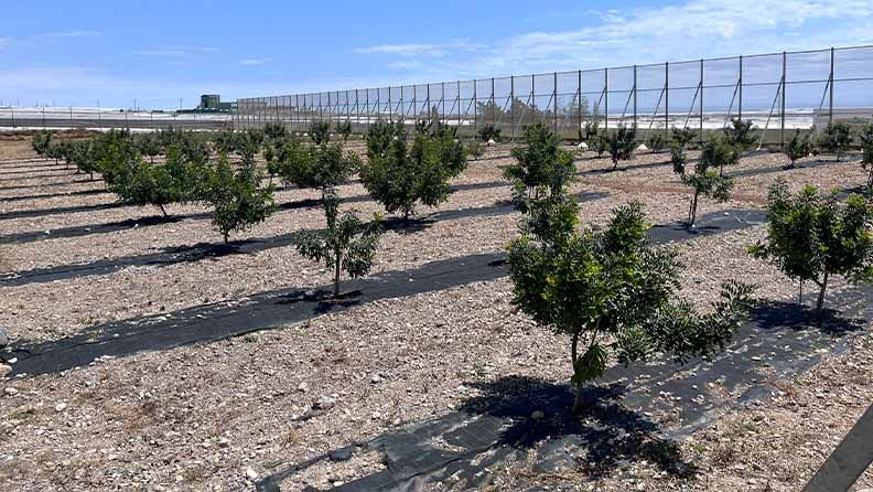 Cultivo de algarrobo en la Estación Experimental Cajamar.