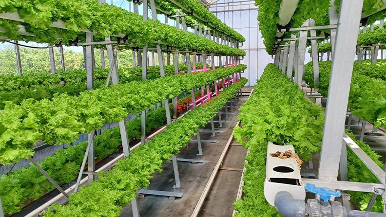 VERTICALFARMING. Producción de cultivos de hoja y condimentarias en agricultura vertical