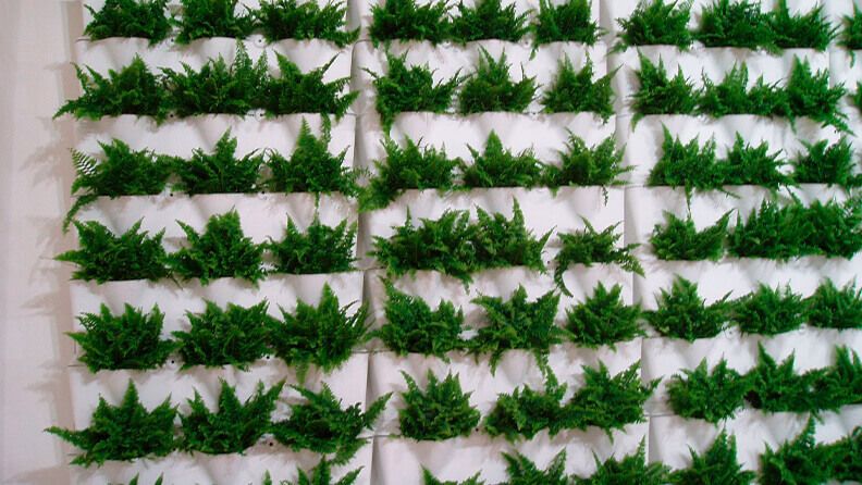 Desarrollo de una estructura vertical para el cultivo de helechos