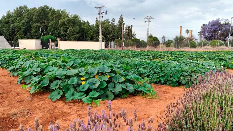 Campo de cultivo con flores y hortalizas con una cerca en el fondo.