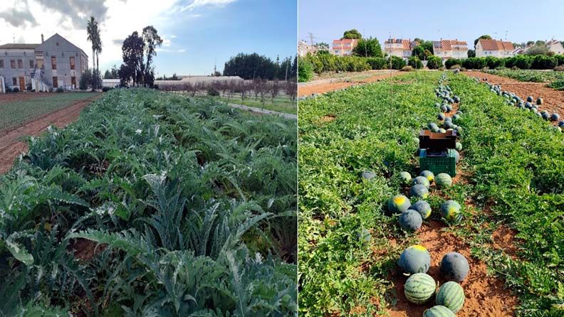 Cultivos de sandías y berzas en huertos, con casas y cielo azul al fondo.
