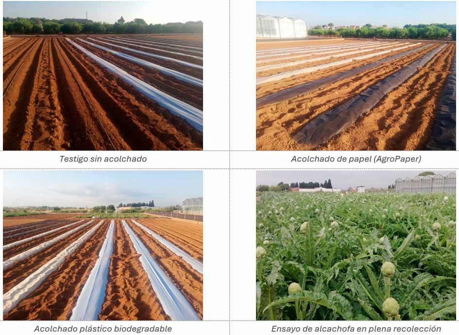 La imagen muestra cuatro fotografías de campos de cultivo con diferentes tipos de acolchado.