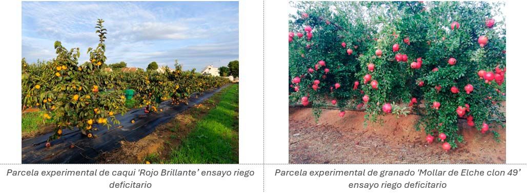 La imagen muestra dos parcelas experimentales de árboles frutales con riego deficitario.